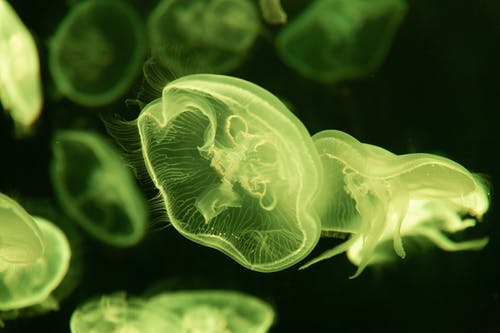 绿色水母的特写照片 · 免费素材图片