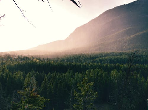 白天山附近森林树木的航拍 · 免费素材图片