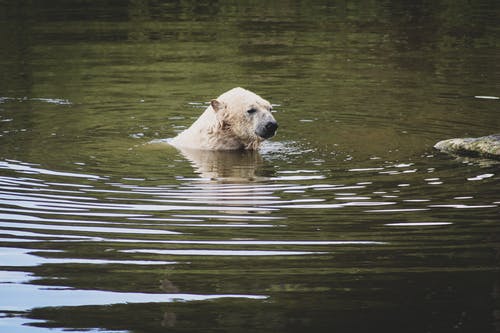 有关动物摄影, 北极熊, 捕食者的免费素材图片