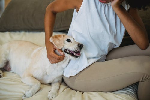 黑人女人抚摸纯种狗在床上休息 · 免费素材图片