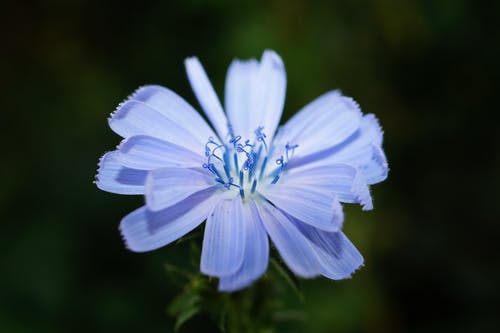 白花植物 · 免费素材图片