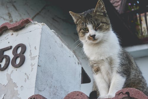 棕色的屋顶上的白色和灰色的猫 · 免费素材图片