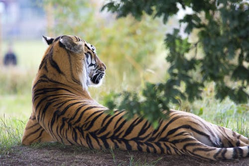 老虎在白天躺下 · 免费素材图片