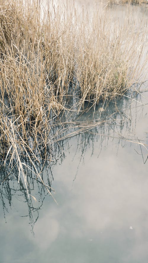 水体上的棕草 · 免费素材图片