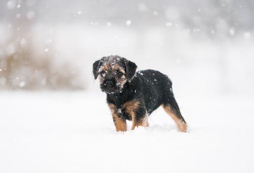 小狗在雪地上的照片 · 免费素材图片