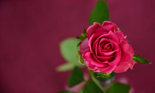盛开的粉红玫瑰的选择性焦点照片 · 免费素材图片