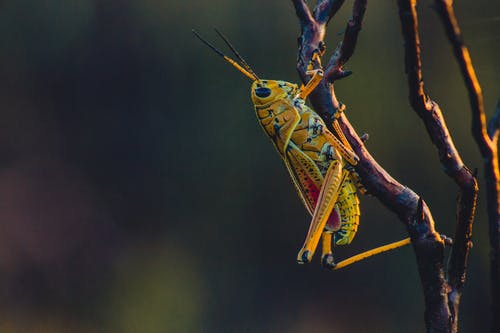 蚱hopper的特写照片 · 免费素材图片