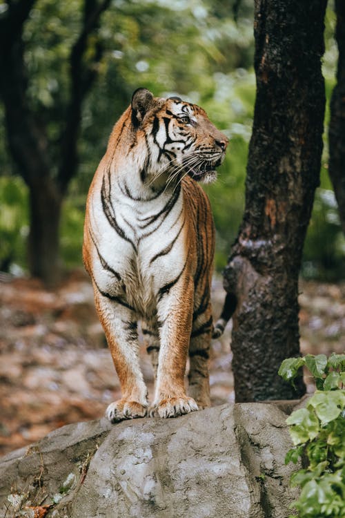 老虎在动物园附近树上的石头上 · 免费素材图片