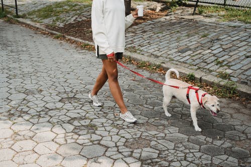 无法辨认的女人用外卖咖啡漫步在与可爱的狗的街道上 · 免费素材图片