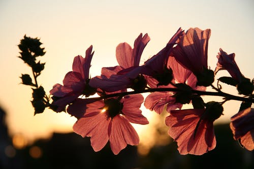 白天棕色花瓣花的照片 · 免费素材图片