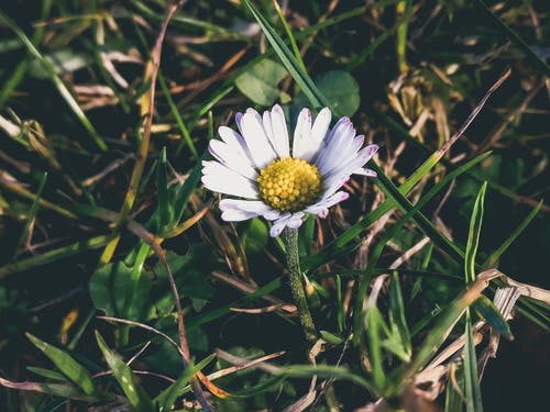 白天白花植物微距摄影 · 免费素材图片