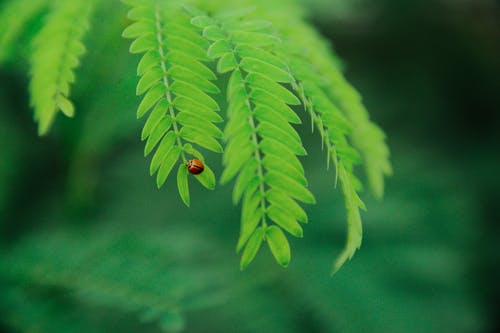 白天瓢虫在绿叶上的聚焦照片 · 免费素材图片