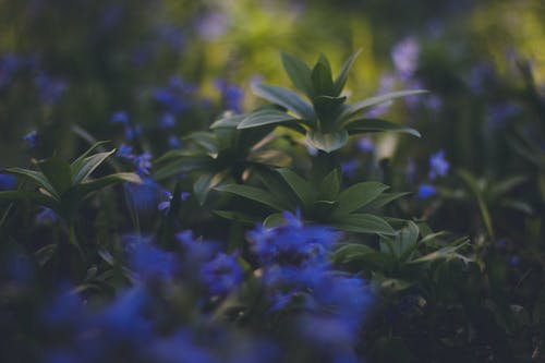 蓝色开花的绿色植物 · 免费素材图片