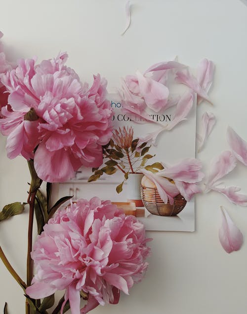 贺卡上的粉红色花瓣花 · 免费素材图片