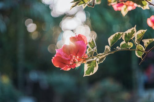 移轴镜头中的粉红色花朵 · 免费素材图片