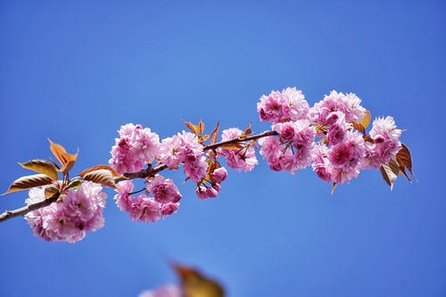 白天花瓣花的宏观照片 · 免费素材图片