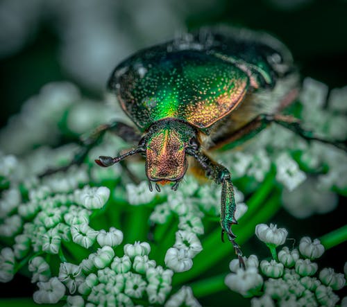 绿甲虫的特写照片 · 免费素材图片
