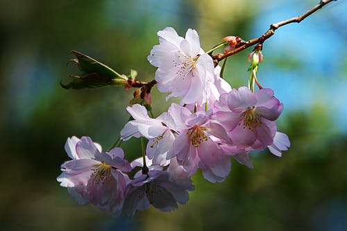 粉色樱花 · 免费素材图片