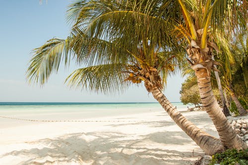 海滨与椰子树在白天的蓝蓝的天空下 · 免费素材图片