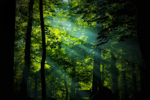有关天性, 太阳光线, 森林的免费素材图片