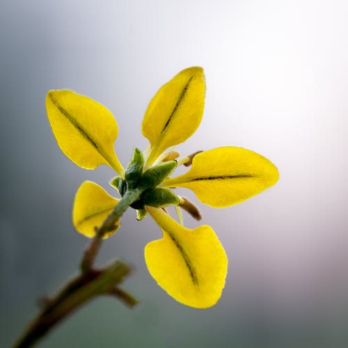 黄色5瓣花的特写照片 · 免费素材图片