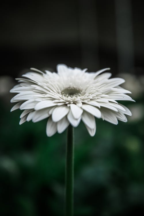 白非洲菊雏菊在布鲁姆选择性聚焦摄影 · 免费素材图片