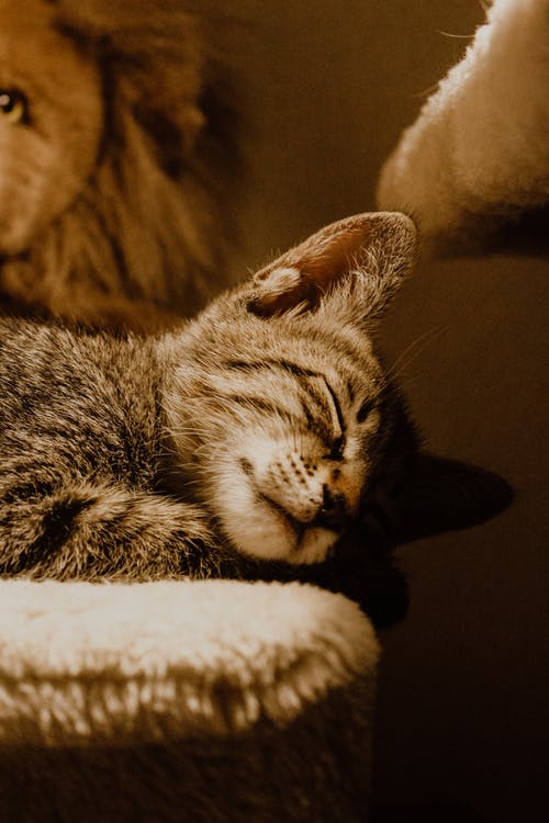 棕色虎斑猫睡觉 · 免费素材图片
