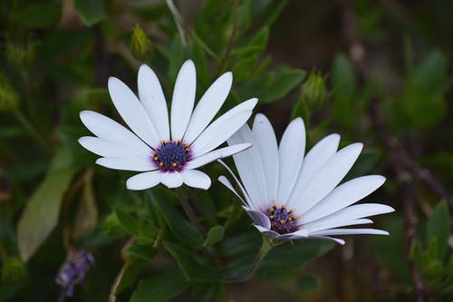 白色的花瓣花 · 免费素材图片