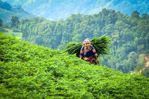 携带植物的人的浅焦点照片 · 免费素材图片