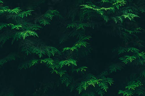 绿松树叶 · 免费素材图片