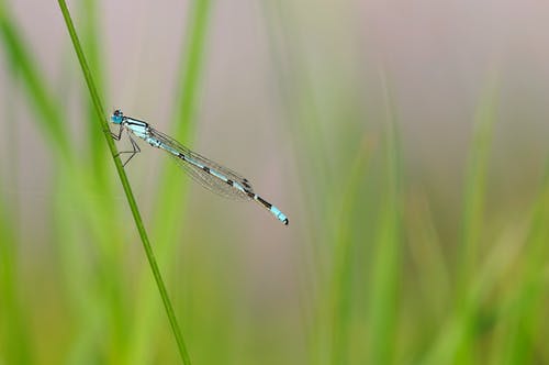 蓝蜻蜓 · 免费素材图片