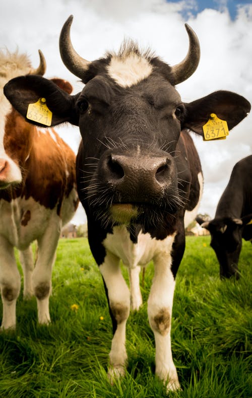有关下田, 动物, 小牛的免费素材图片