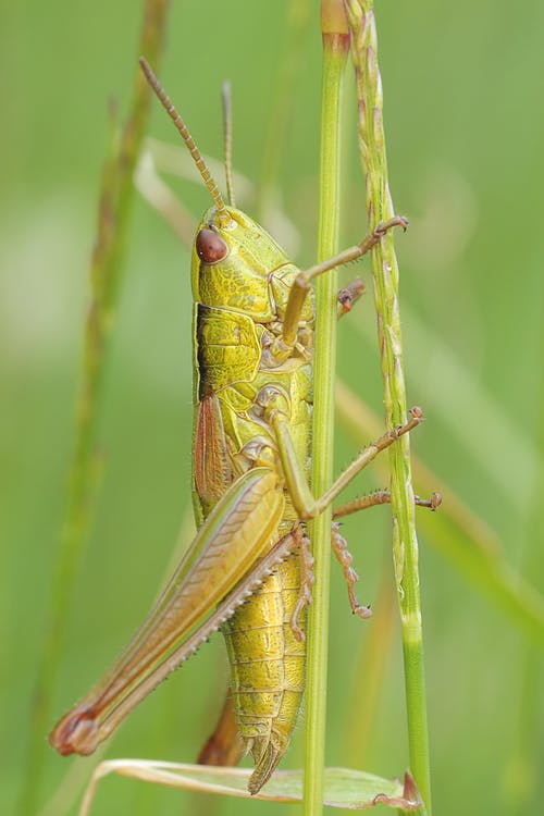 绿色蚱grass · 免费素材图片