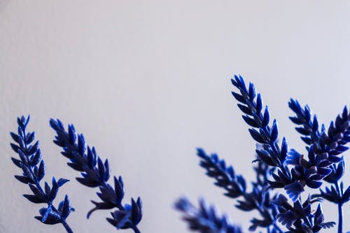 白色背景上的蓝色植物观 · 免费素材图片