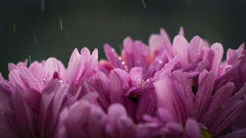 紫色的小花与雨滴 · 免费素材图片