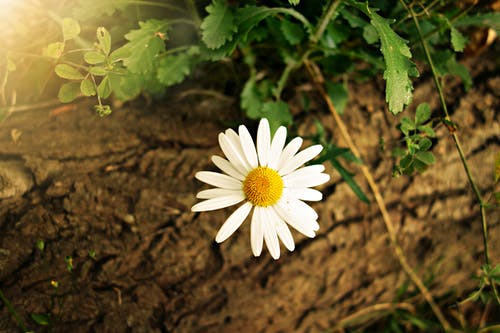 白黄雏菊花 · 免费素材图片