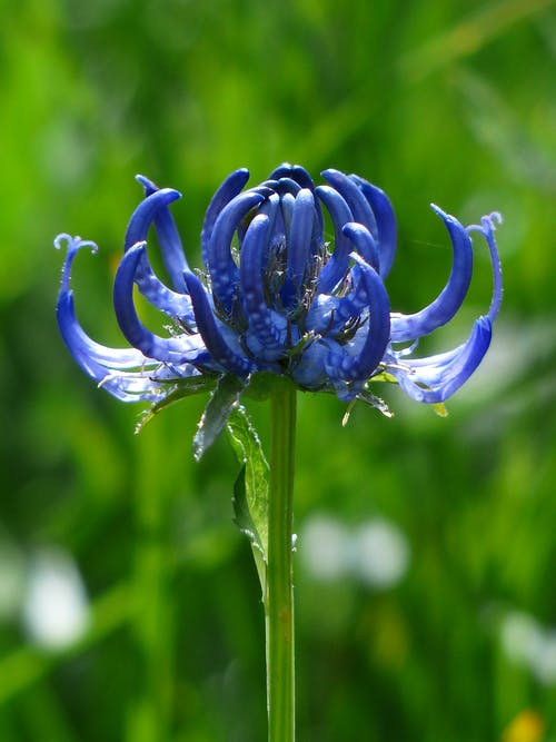 蓝色花瓣的特写照片 · 免费素材图片