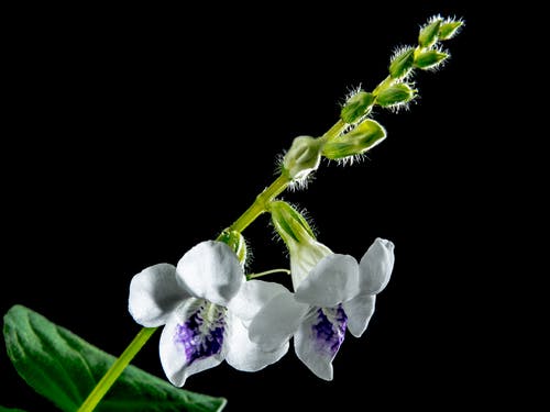 白色5花瓣花的微距摄影 · 免费素材图片