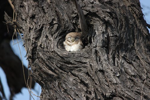 棕树上的斑点的猫头鹰 · 免费素材图片