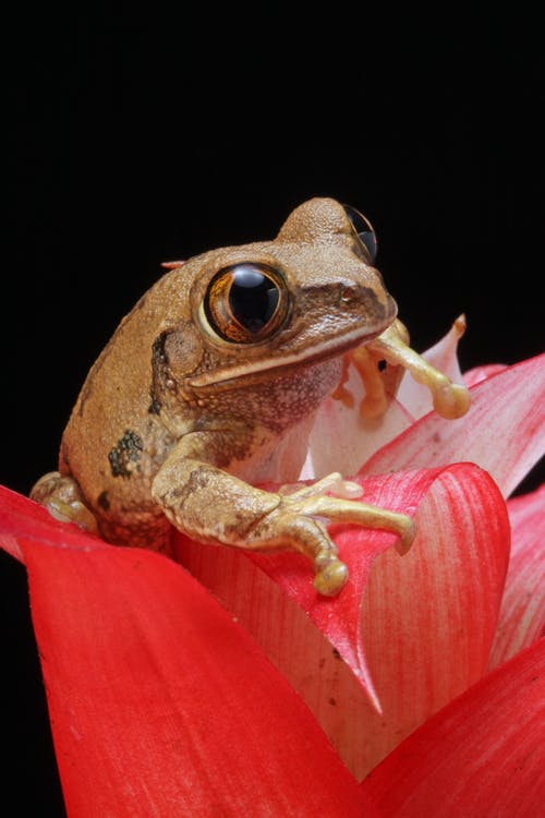 棕色的青蛙，在红色的花瓣花 · 免费素材图片