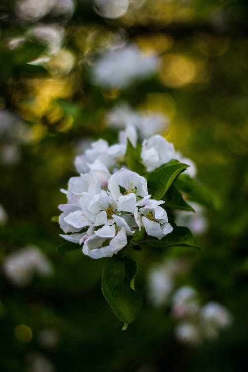 特写摄影白色花瓣花 · 免费素材图片