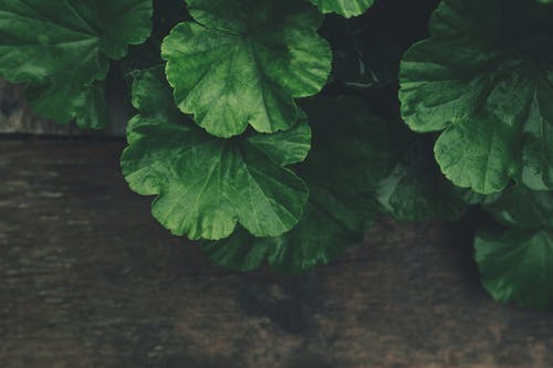 绿色植物 · 免费素材图片