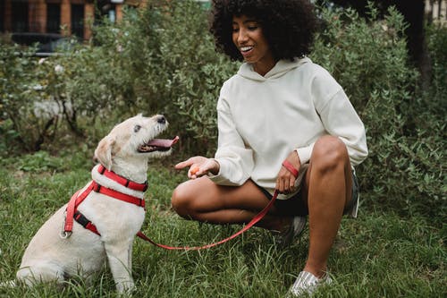 微笑的黑人女士训练狗在绿色公园 · 免费素材图片