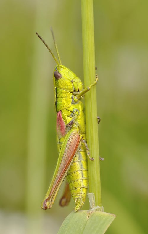 绿色蚱grass · 免费素材图片