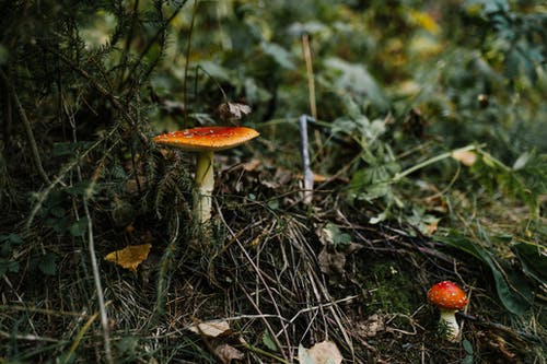 鹅膏菌蘑菇生长在地面上绿色的草药 · 免费素材图片