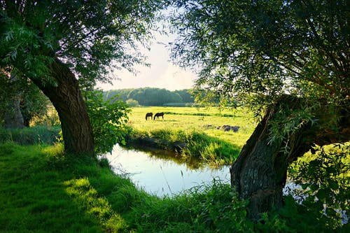 在小溪和树木附近放牧动物 · 免费素材图片