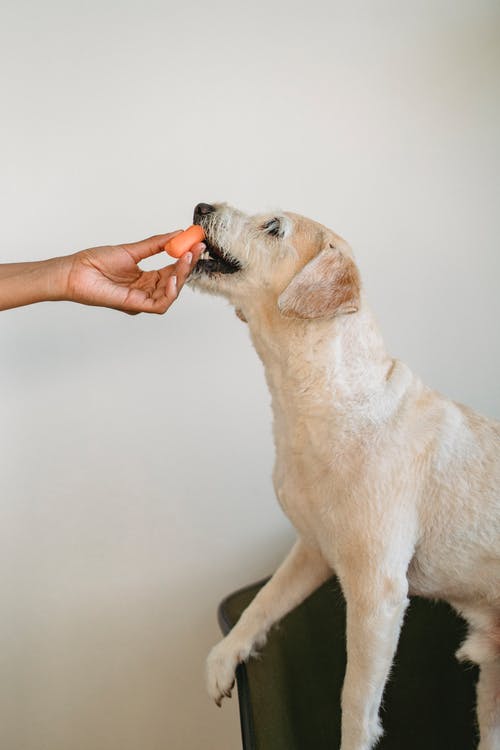 有趣的狗从族裔所有者的手中吃胡萝卜 · 免费素材图片