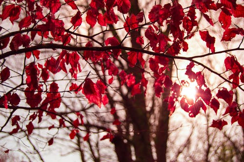 红叶树 · 免费素材图片