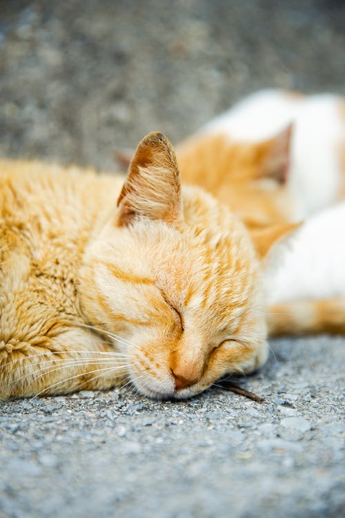 可爱的猫咪在闪亮的白天在大街上睡觉 · 免费素材图片