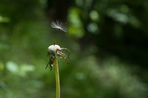 蒲公英照片 · 免费素材图片